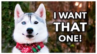 I Took My Husky CHRISTMAS TREE Shopping | She Talks to the Shopkeeper!