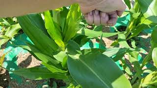 birthday garlic harvest and big surprise in the jungle...