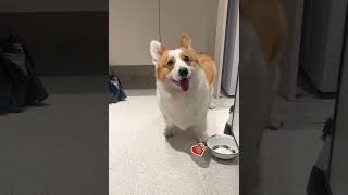 LOL, So Cute Funny Cute Dogs Videos Crazy Funny Dogs Moments 🐶😂😂 -EPS1107 #funnydogsvideos