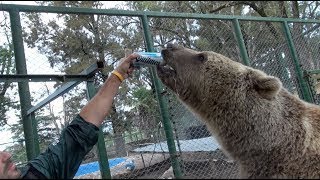 Grizzly Bear Drinking Beer