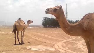 Camel can smile