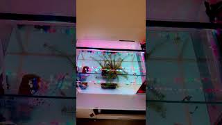 Aquarium New Tank Easy #2023 #fish #guppy #funny #aquarium #guppyfish #foryou #aquarius #fyp #fypシ