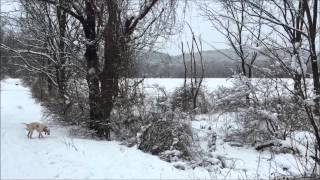 New Jersey Pheasant hunting with English Pointer 2014