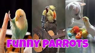 cute and funny parrots videos to keep you smiling- |life funny pets -2020