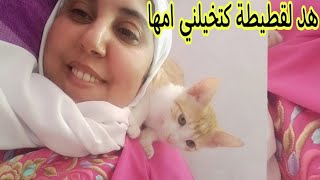 هد القطة كتخيلني أمها كيف تشوفني شوف اش دير عليا  ليوم اروع كيك بالإجاص والفواكه الجافة