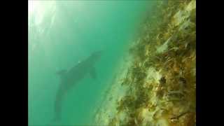 Swimming with wild dolphins in Eleuthera