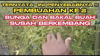 Part 19 : Kondisi fisik dan kualitas daun kurang maksimal pada pembentukan buah ke-2