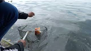 MANCING IKAN RAKSASA DI KOLAM