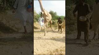 Villagers are tying rope on camel leg #تاريخ_الجمال #camel #viralvideo