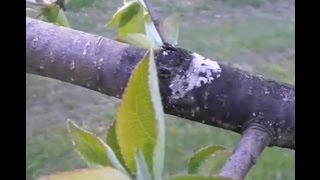 Blossoms & Fireblight in the Cabin Orchard