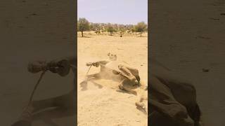 #wildlife #animals #big #camel #comedy #entertainment #nature #lifestyle #shorts