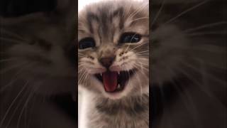 Kitten #kitten #zoo #cat #kittens #animals #animallover #animal #shorts #short #shortvideo #2023