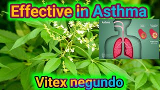 #Nirgundi Effective in Asthma