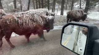 Yellowstone National Park Buffalo Walk