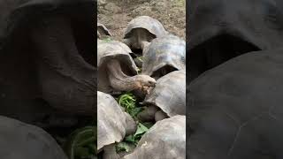 Giant Tortoises Are Awesome? Galapagos Cruise Part 8 #shorts