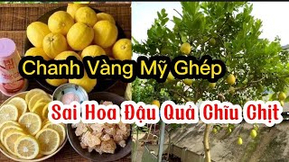 Cây Chanh Vàng Mỹ | Mua Giống Chanh Vàng Mỹ Ở Đâu Đảm Bảo