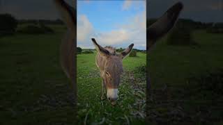 Super Cute Wild Donkey Coming Over To Say Hi