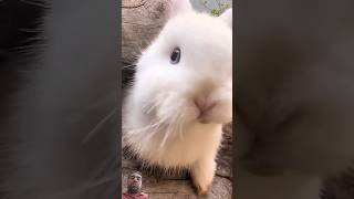 可愛的小兔子在吃豆芽。Cute little bunny is eating bean sprouts. かわいいウサギがもやしを食べています。 #rabbit #cute #bunny #pets