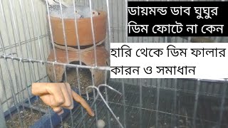 ডায়মন্ড ডাব ঘুঘু পাখির ডিম থেকে বাচ্চা কেন হয় না। বা ঘুঘু পাখি হারি থেকে ডিম ফালায় কেন।#ঘুঘু_পাখি