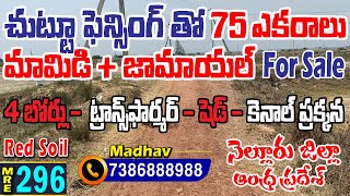 75 Acres || Land for sale || Rapuru || Nellore Dt || MedhanshiRealEstate ||  7386888988 || MRE- 296