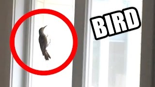 Bird Trapped In My House (Onision)