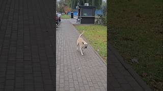 Злой Жорик 🦊 Part 14 #дворняга #жорик #собаки #дворовые #dogs