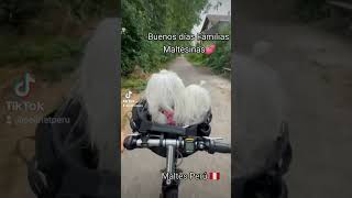 PASEAR EN BICICLETA CON NUESTRAS MASCOTAS.