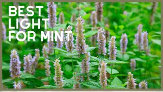 5 Essential Tips Every Mint Enthusiast Needs to Know