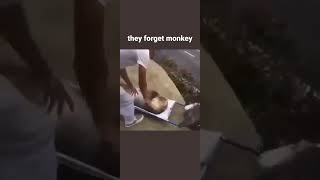 The monkey confused