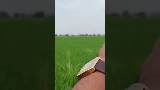 9 Acre Agriculture Land For Sale | Mouja Khera Sirsa Haryana | 9255380380 | #agriculture