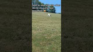 voici césar 🐶🐕🐩 #rap #music #hiphop #artist #comment #chien #chatdrole #funnyanimals #animaux #cute