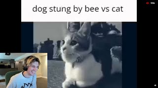 WHY CATS ARE BETTER THAN DOGS