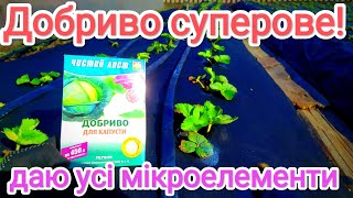 Весняна підгодівля полуниці. Стимулюю відновлення після граду!