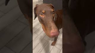 Phx Kruger Dogs video of the day #phxkrugerdogs #dog #chipoo #doberman