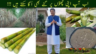 How To Grow Sugarcane In Home Gardens And At Rooftops #sugarcane  #kitchengardening  #rooftopgarden