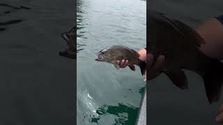 Largies and smallies