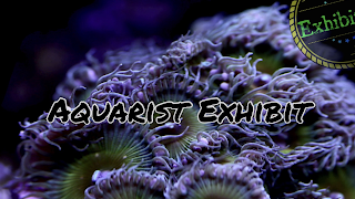 Aquarist Exhibit Live Stream