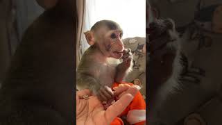 Baby monkey 🥰#cute #babymonkey #shorts #monyet