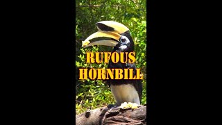 RUFOUS HORNBILL