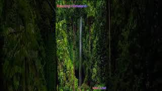 Waterfall in middle of the jungle #waterfall #jungle #waterfallrelaxingmusic #junglesounds #shorts