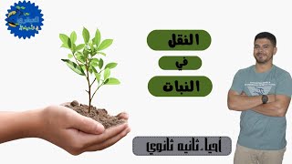 النقل في النبات ورسومات توضيحية 2024