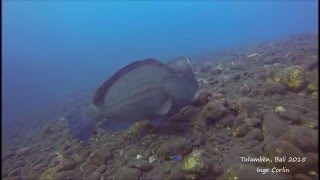 Mr Bumperhead Parrot Fish and family - Tulamben - Bali - Indonesia