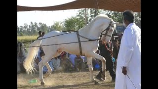 Amazing Horse dance in pakistan 2019 No 16