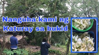 Nanguha kami ng katuray sa bukid || Alen Blooms #katuday #katuray #hummingbirdtree