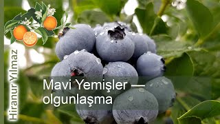 Mavi yemişlerin olgunlaşma süreci: bilinmesi gerekenler ve ipuçları