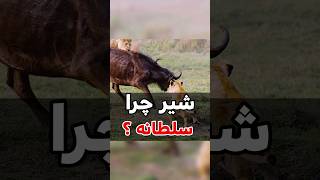 چرا شیر سلطان جنگله ؟