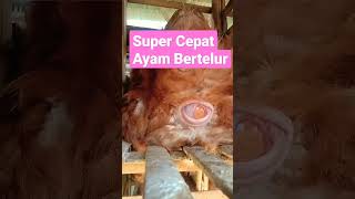 Super Cepat Ayam Ini Berteur#shorts #trending #viral #youtubeshorts #youtube #youtuber