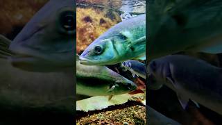 Don't Miss This Hypnotic Fish Swimming Display! - So Relaxing #viralvideo #beautiful #viralshorts