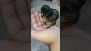 Punjab Cute baby hen kadaknath #music #beats #instrumental #track #chicken #halloweenbeats #beatstar