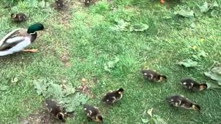 Lots of Ducklings